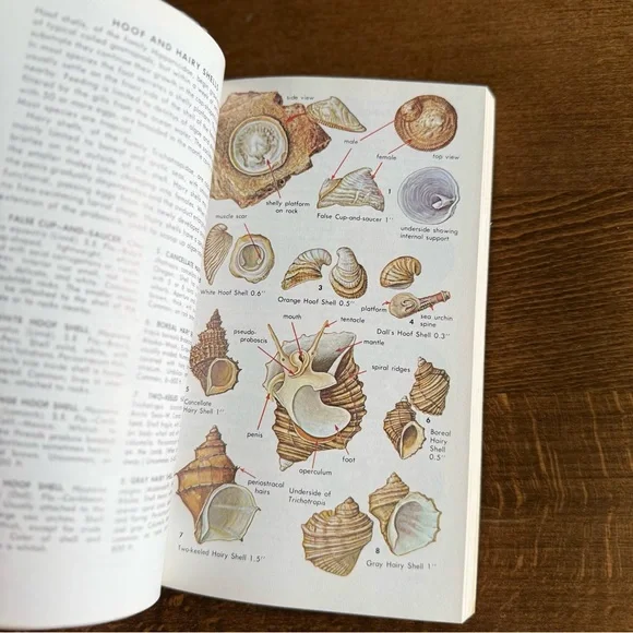 Seashells of North America A Guide to Field Identification - Picture 10 of 11